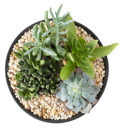 Overhead view of a plant garden with succulent plants, in stones