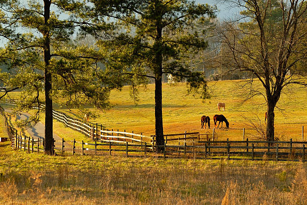 Horses graze in fenced field at sunset.  The fences surround the field.  The sun is low in the sky making the warm light.