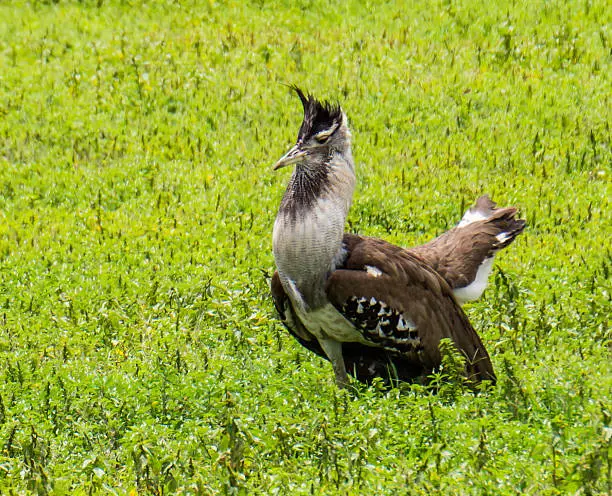 interesting bird seen in the Ngorongora Crater Landscape