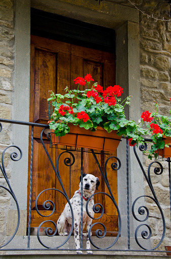 A dalmation patiently waits outside the front door of his master in Cortona, Italy, with an elegant wrought iron railing and boxes full of geraniums in front of him.