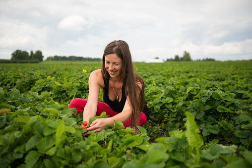 A woman picks ripe strawberries in a large field in Estonia.