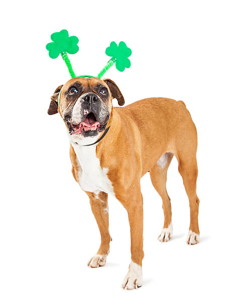 istock Funny St. Patrick's Day Boxer Dog 512819690