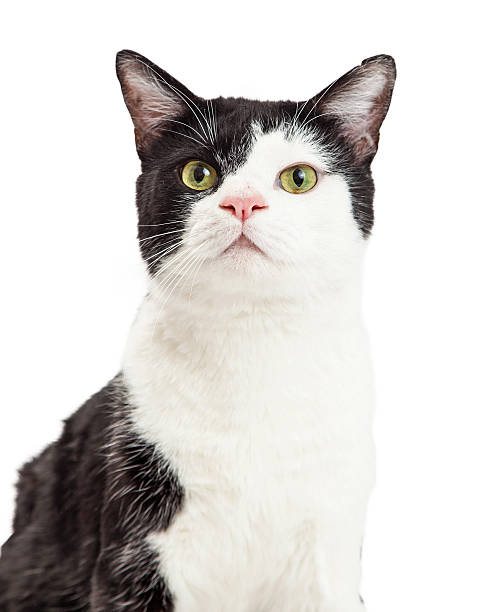 istock Portrait Black and White Tuxedo Cat 512819806