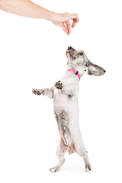 istock Little Dog Dancing For a Treat 512819846