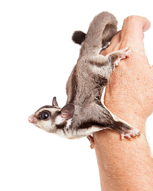 istock Sugar Glider on Hand of a Man 512819986