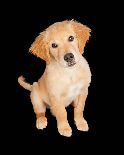 istock Cute Golden Retriever Puppy Over Black 512820052