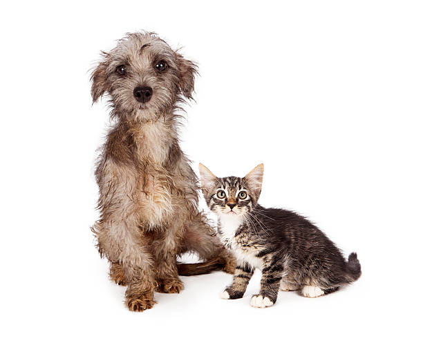 istock Rescue little dog and kitten together 512820154