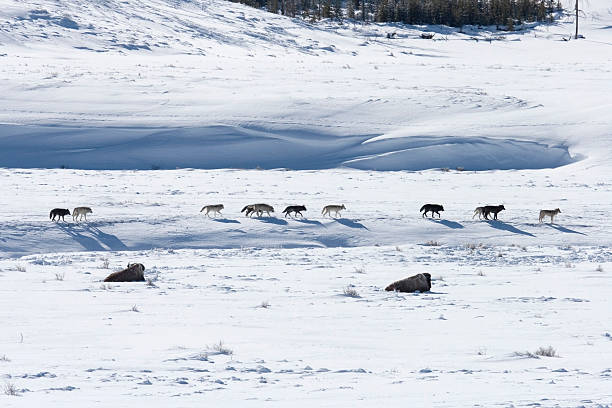 istock Bison pair and Druid wolf pack Lamar Valley Yellowstone Wyoming 512820650