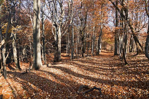 istock view from autumnal hardwood forest - european beechs 512821058
