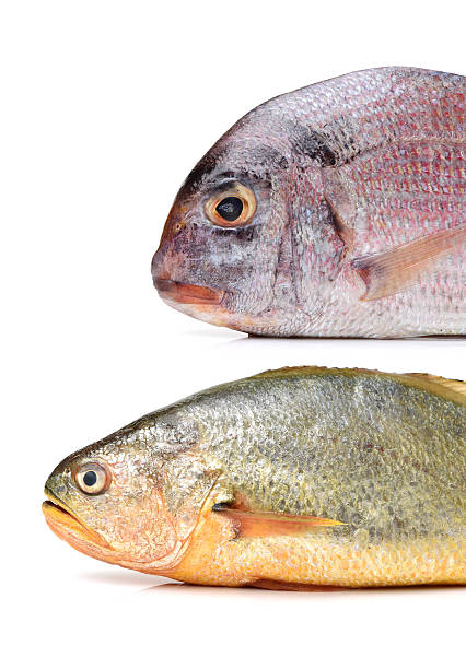 Raw porgy and Yellow Croaker Fish
