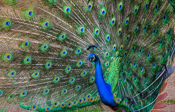 istock Male Peacock / Peafowl Strutting It's Stuff 512823476