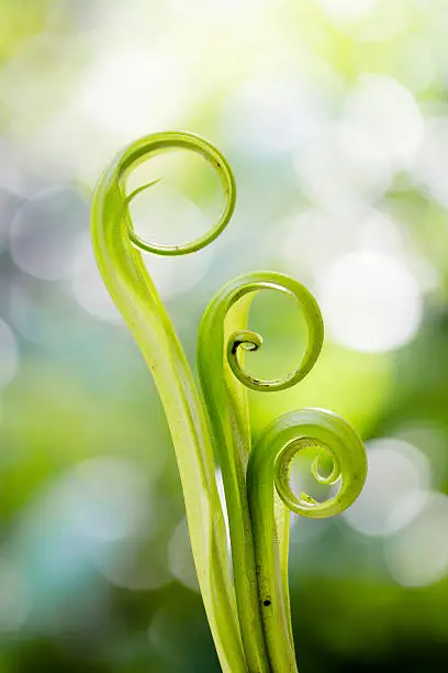 Spiral green leaf,Fern leaf close-up with dew.