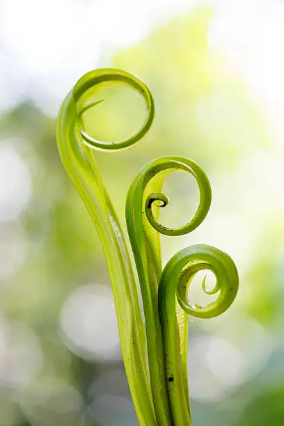 Spiral green leaf,Fern leaf close-up with dew.