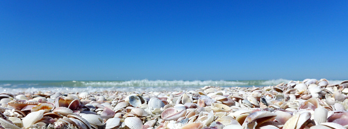 A low-angle view of seashells on the beach. Copy space above in blue sky