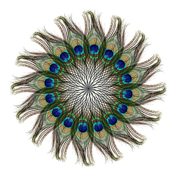 istock peacock feathers on white background 512826288