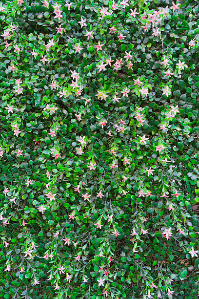 flower wall. Pink flower with green leaf.