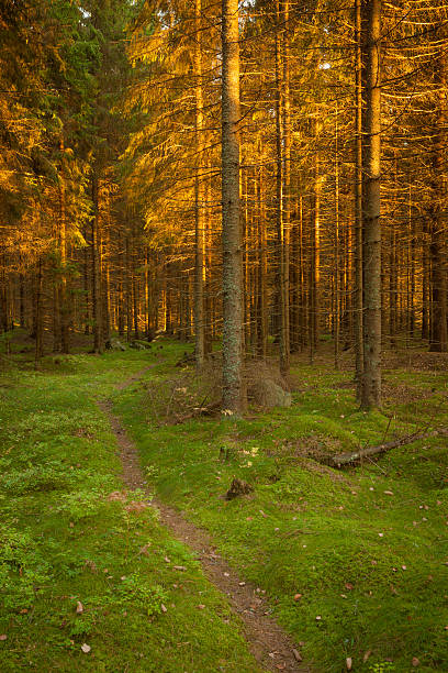 istock Spruce forest and path golden sunset light 512826674