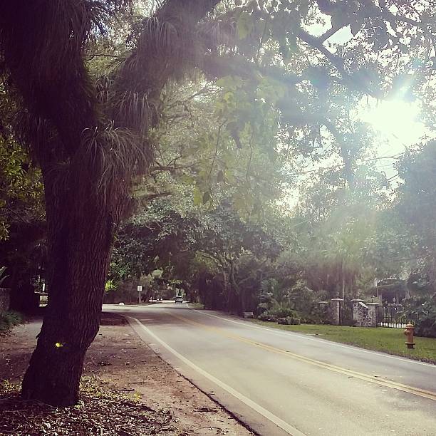 istock Scenic Coral Gables Road Lined with Tropical Trees in Miami 512827076