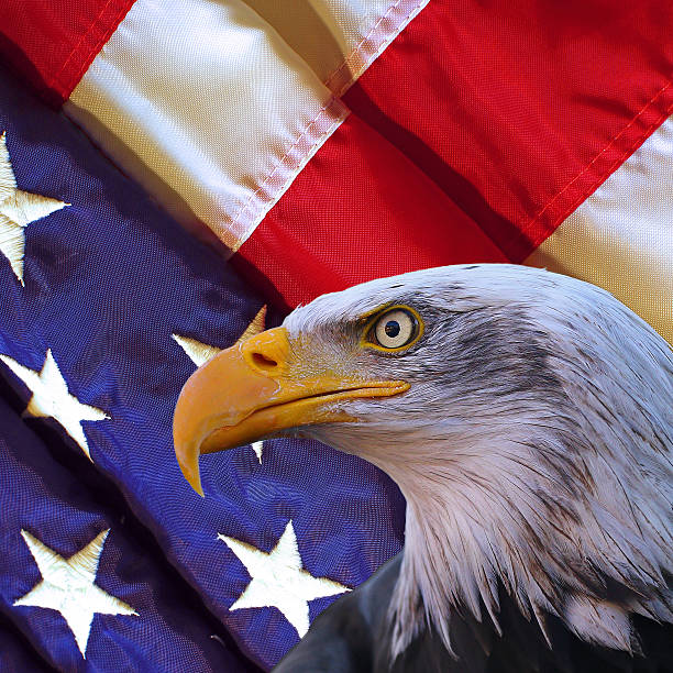 istock American bald eagle and USA flag 512827126