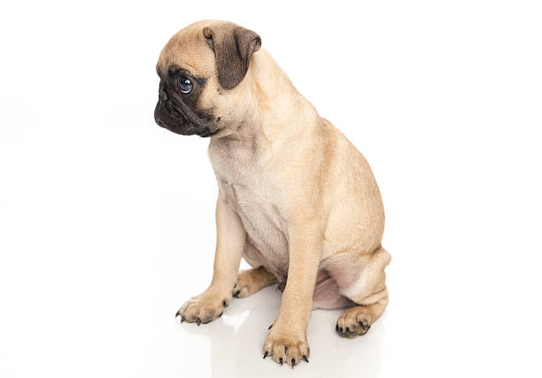 istock Sad Pug Puppy | Baby Male 512827652