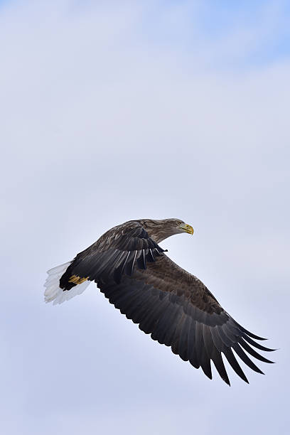 istock Wild bird in Hokkaido 512828026
