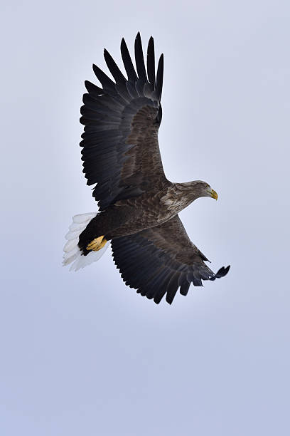 istock Wild bird in Hokkaido 512828200