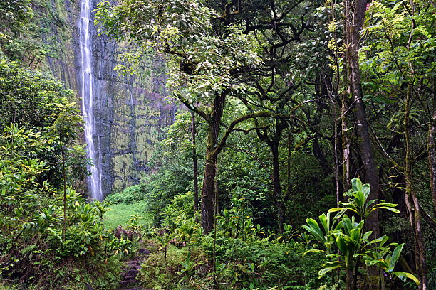 salto waimoku, pipiwai sendero, kipahulu estado parque, maui, hawai - hana fotografías e imágenes de stock