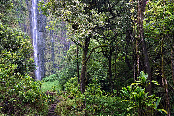 chutes de waimoku, pipiwai sentier, kipahulu état parc, maui, hawaï - hana photos et images de collection