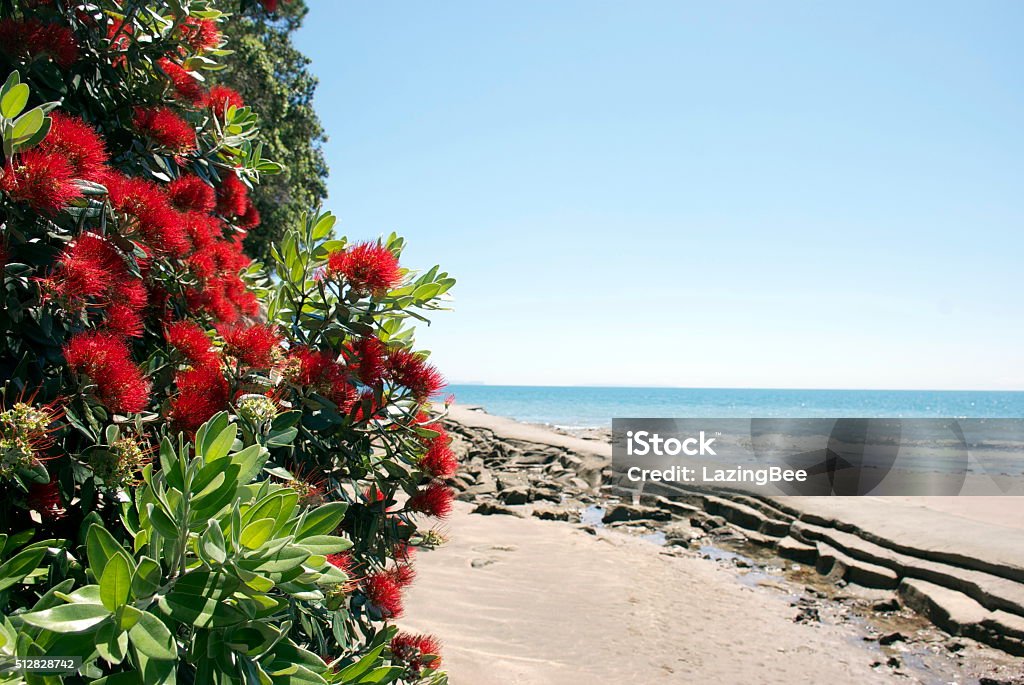 New Zealand Pohutukawa & Seascape; Auckland, NZ The New Zealand Pohutukawa Tree in bloom on a summer's day. In the background an out of focus seascape. Pohutukawa Tree Stock Photo