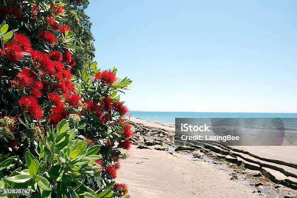 New Zealand Pohutukawa Seascape Auckland Nz Stock Photo - Download Image Now - Pohutukawa Tree, Beach, Flower