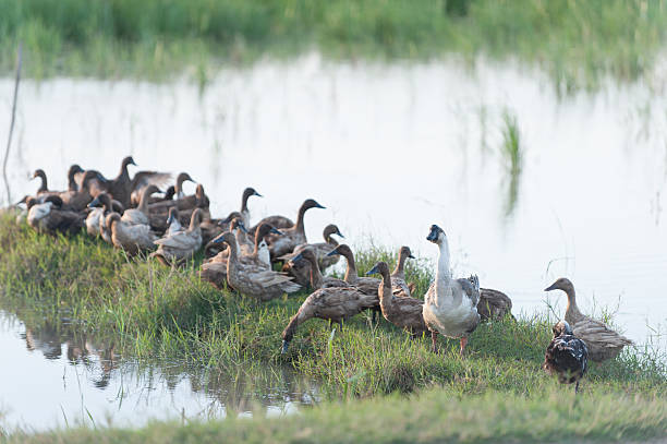 istock Ducks in a row following leader. 512830034