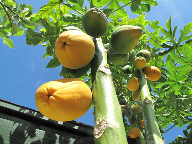 Papaya Tree stock photo