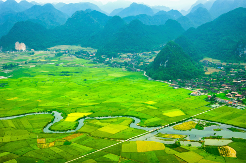 Rice field in harvest time in Bac Son valley, Lang Son, Vietnam