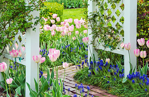 istock tulip garden with brick walkway 512830766