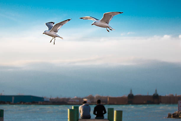 istock Seagulls over the Detroit River 512830960