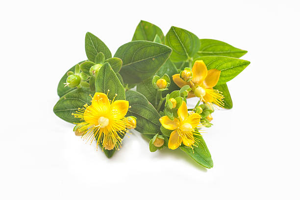 St Johns wort isolated Common St. Johnswort flower isolated on white background johns stock pictures, royalty-free photos & images