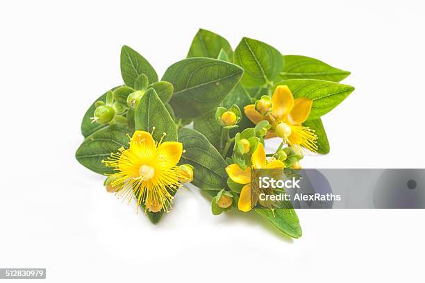 St Johns Wort Isolated Stock Photo - Download Image Now - Wart, Blossom, Botany