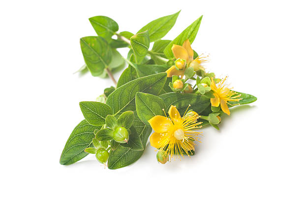 сент-джонс wort изолированные - st johns wort стоковые фото и изображения