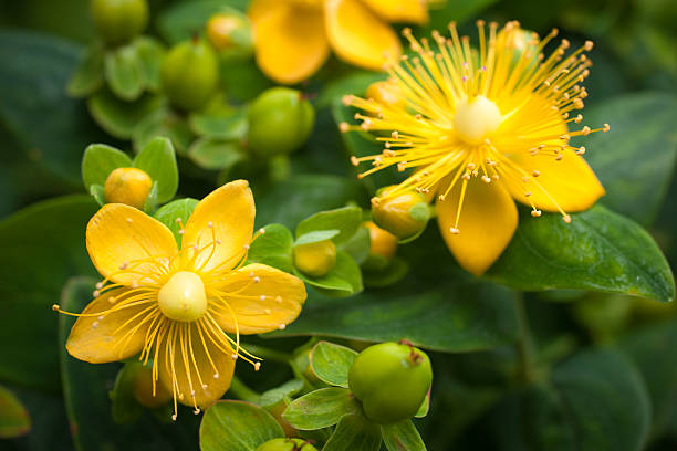 St. John's Word St. John's Wort flowering plant in the background of green leaves st john's plant stock pictures, royalty-free photos & images