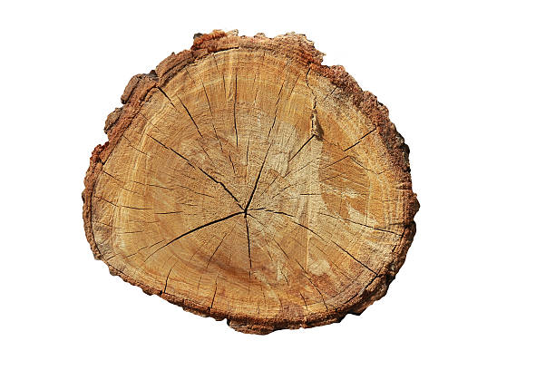 istock Top view of tree stump isolated on white background 512831290