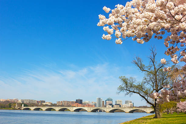 Cherry blossom near Potomac River in Washington DC A View on Rosslyn skyscrapers and Arlington Memorial Bridge in spring arlington memorial bridge photos stock pictures, royalty-free photos & images