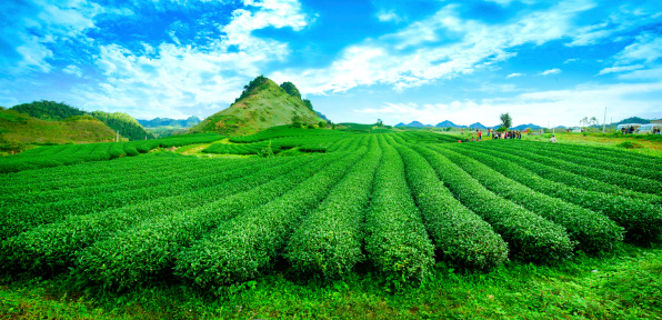 Tea hills in Moc Chau highland, Son La province in Vietnam. Beautiful fresh green tea plantation in Moc chau, Vietnam.