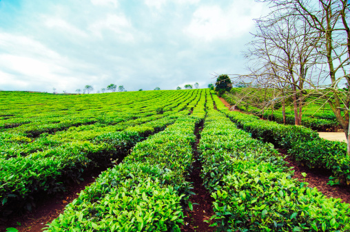 Tea hills in Moc Chau highland, Son La province in Vietnam. Beautiful fresh green tea plantation in Moc chau, Vietnam.