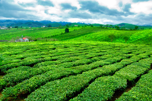 Tea hills in Moc Chau highland, Son La province in Vietnam. Beautiful fresh green tea plantation in Moc chau, Vietnam.