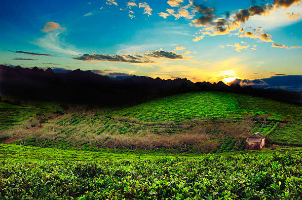 Tea hills in Moc Chau highland, Son La province in Vietnam. Beautiful fresh green tea plantation in Moc chau, Vietnam.