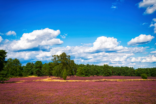 landscape with blue sky, clouds, trees and and heide meadow