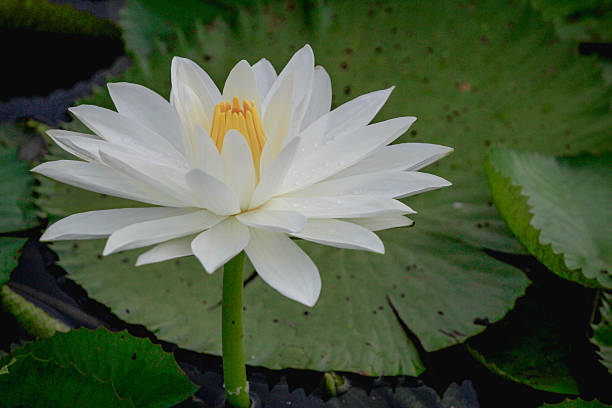 Lotus Queen of Flowers white lotus stock pictures, royalty-free photos & images