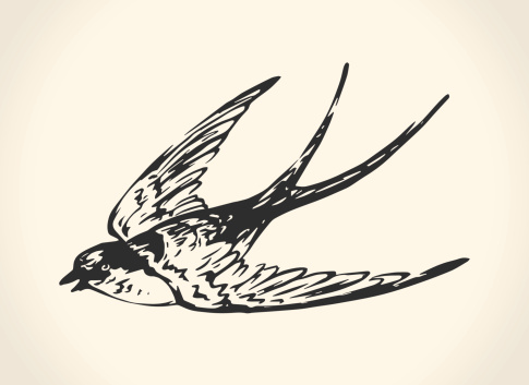 Vintage vector illustration of flying swallow over white background