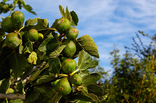 Close-up of organic California figs ripening on a tree.