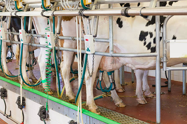 istock Cow milking facility in a modern farm 512835373